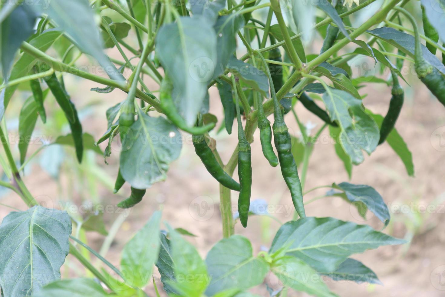 green colored chili on tree photo