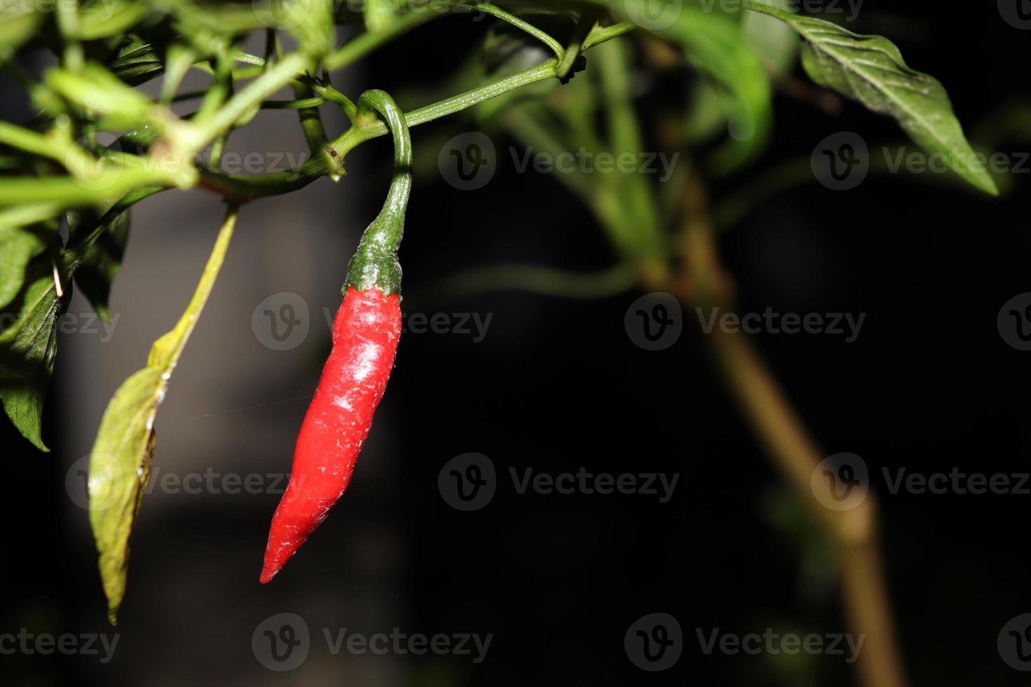 red colored hot chili on tree photo