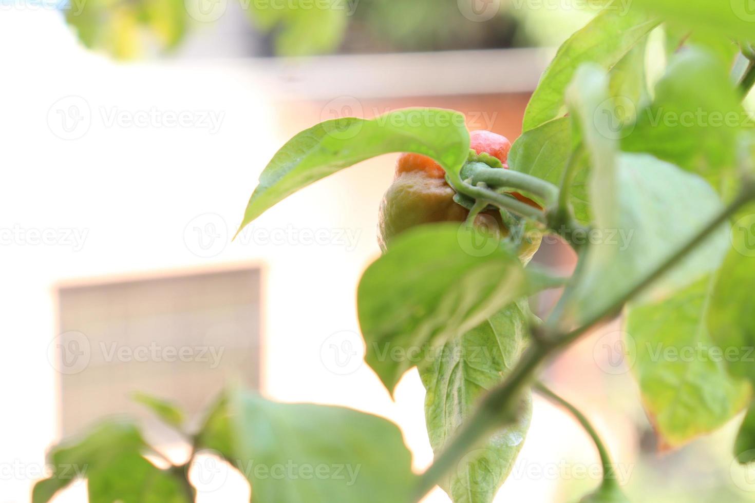 green colored chili on tree photo