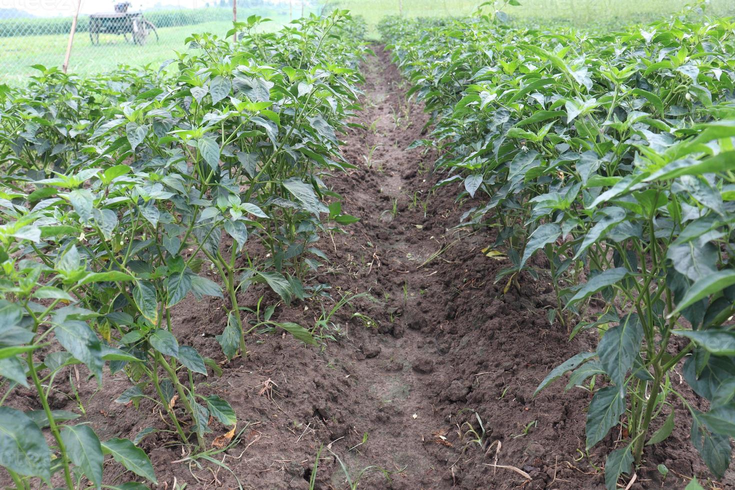green colored chili tree firm photo