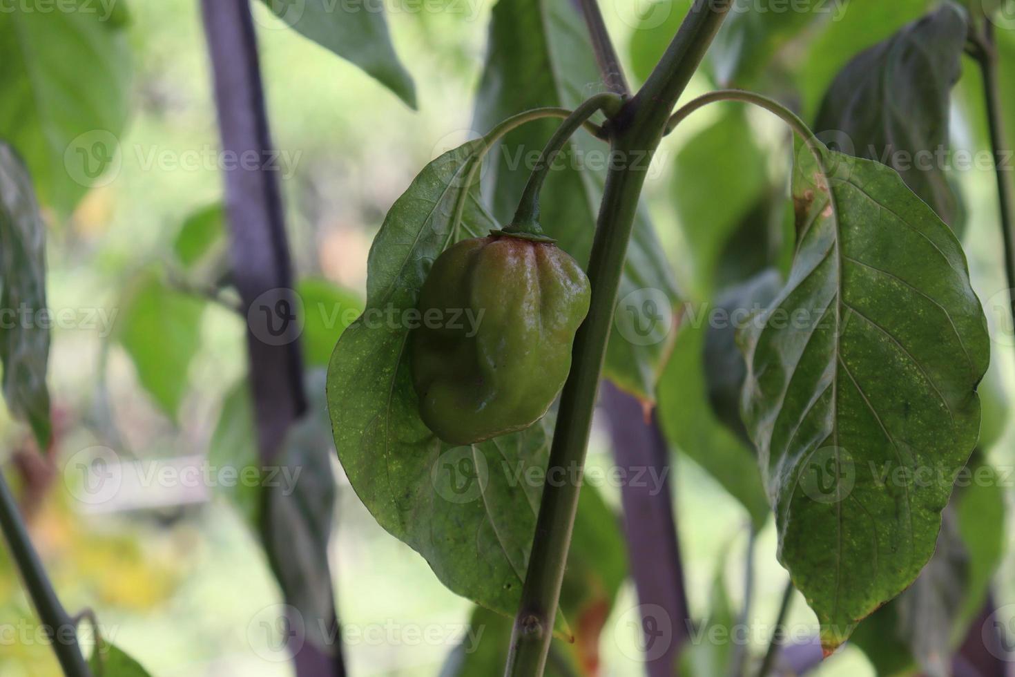 Chile de color verde en el árbol foto