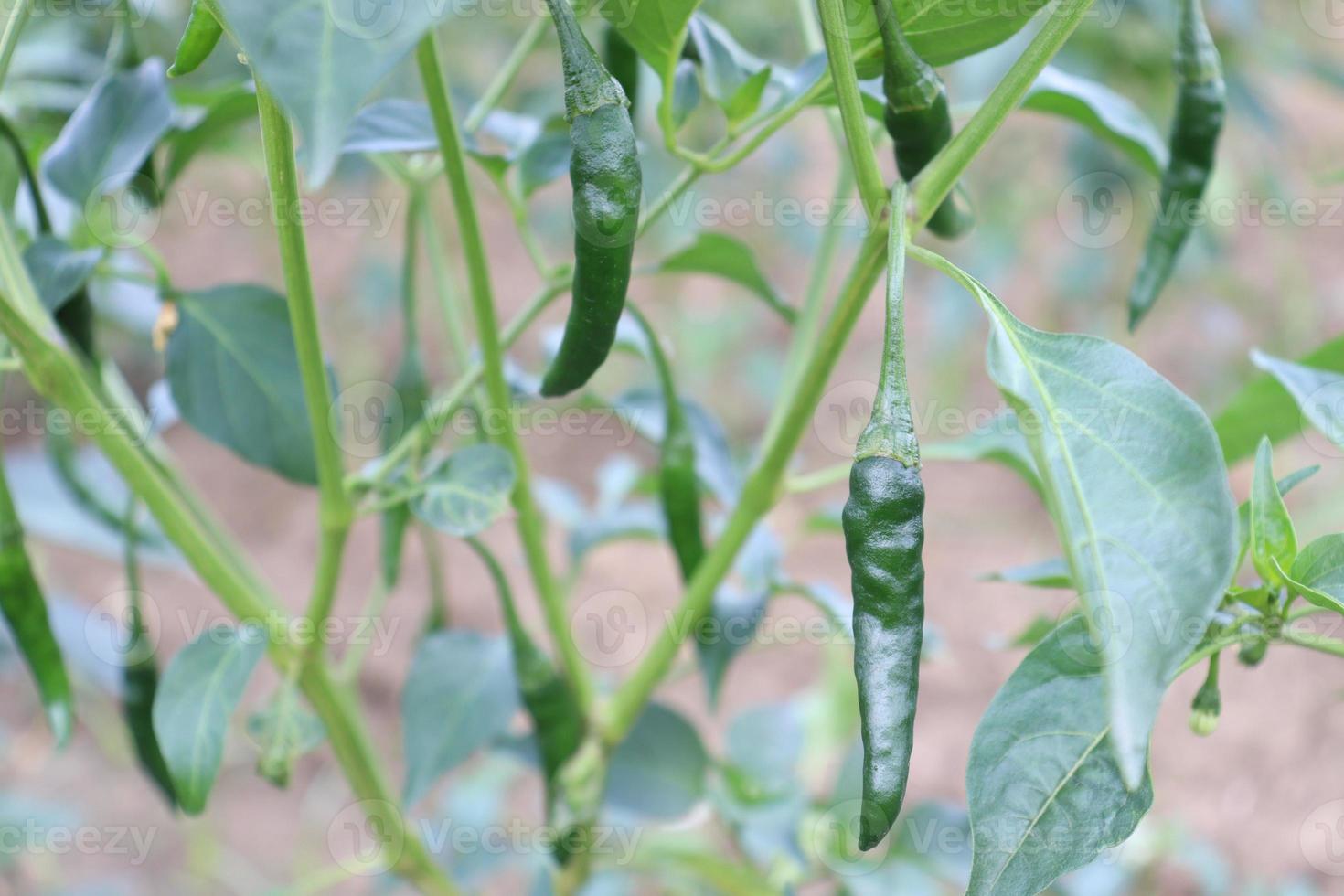 green colored chili on tree photo