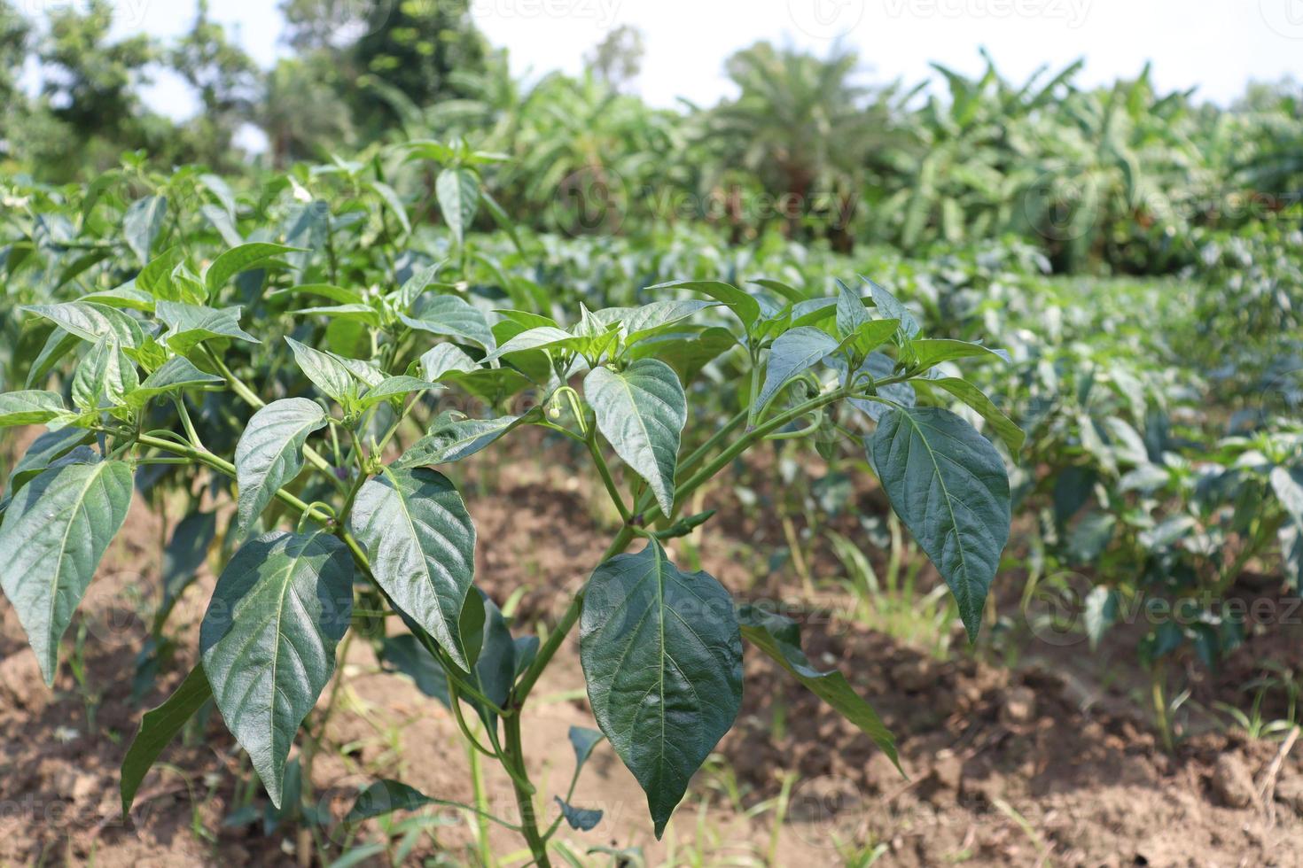 green colored chili tree firm photo