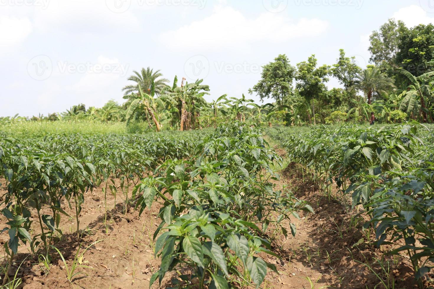 green colored chili tree firm photo