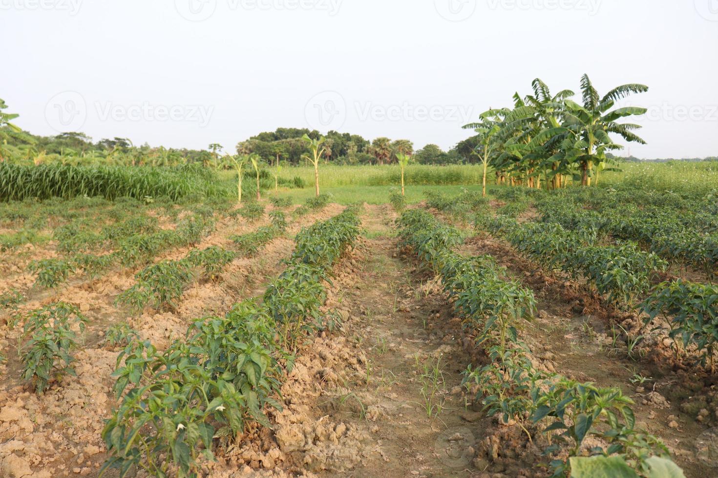 green colored chili tree firm photo