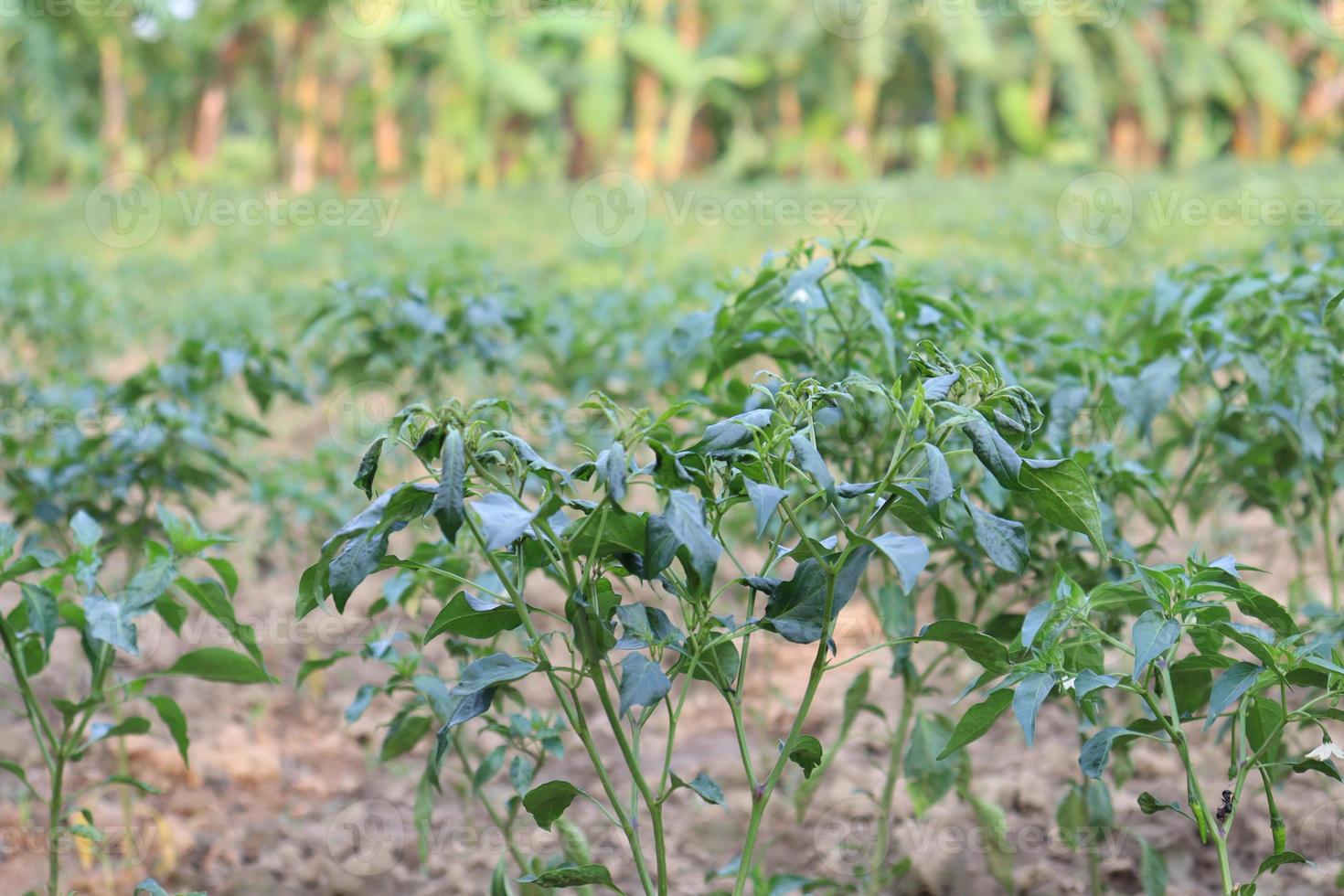 green colored chili tree firm photo