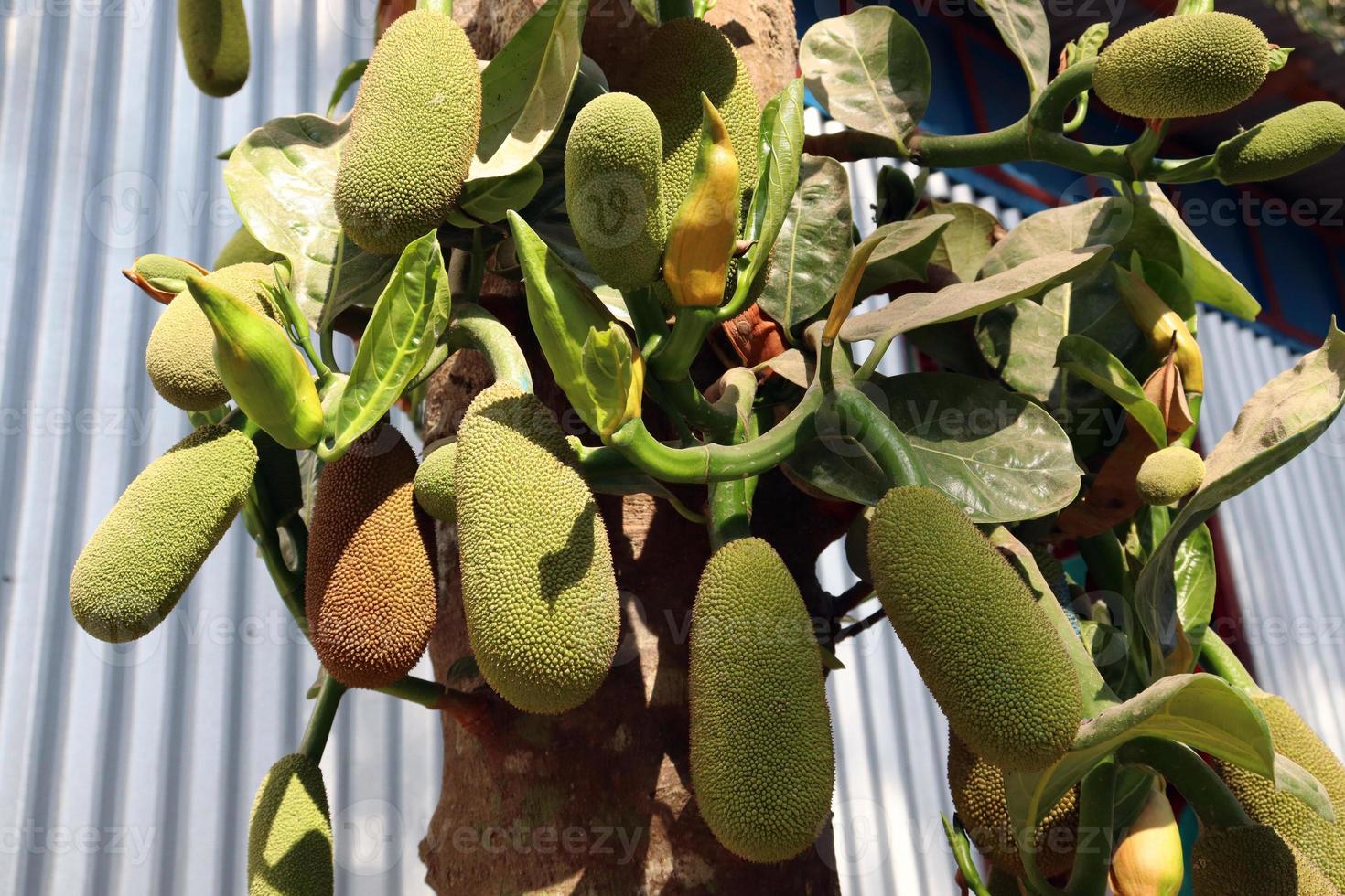 Stock de yaca en el árbol en la granja foto