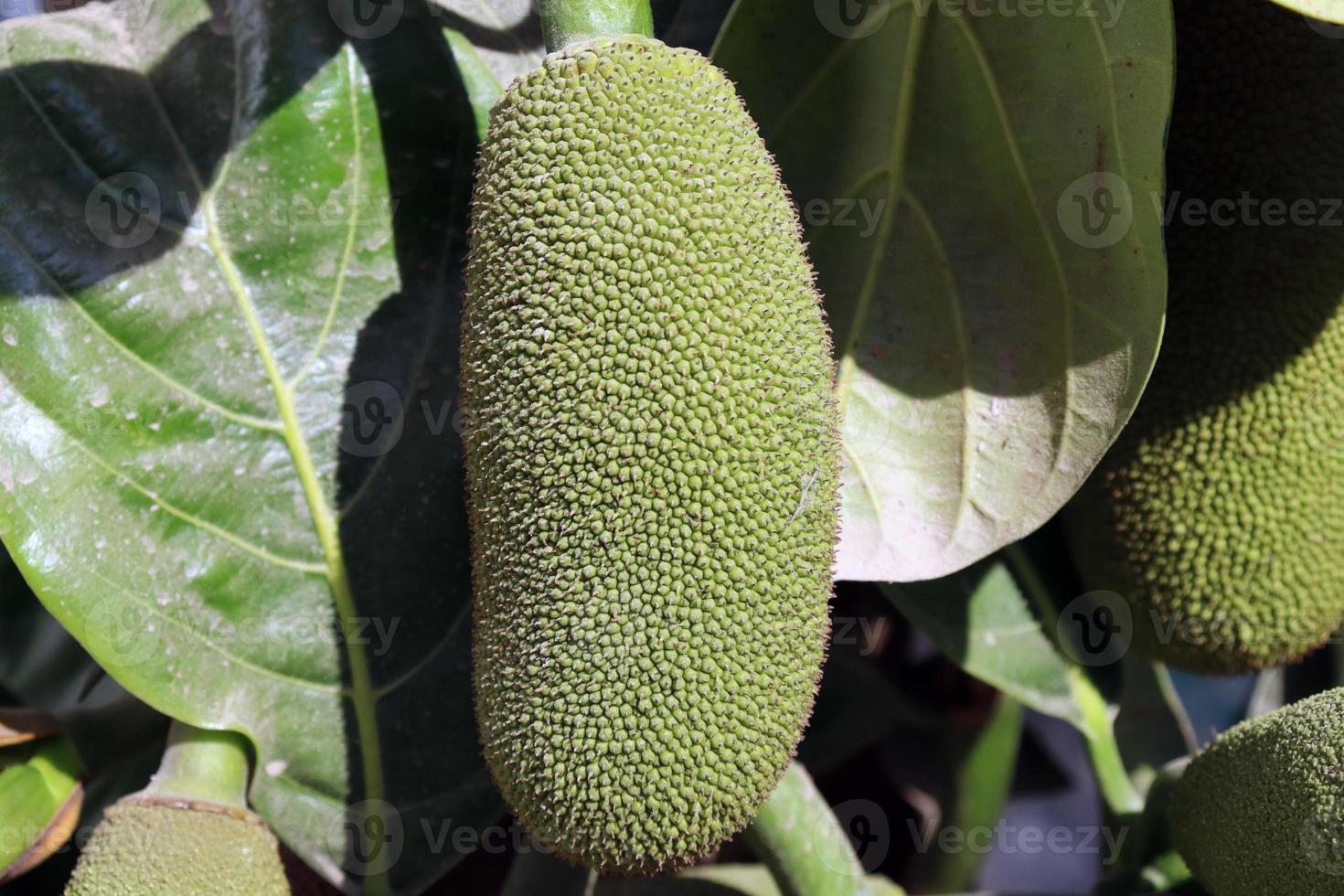 Stock de yaca en el árbol en la granja foto