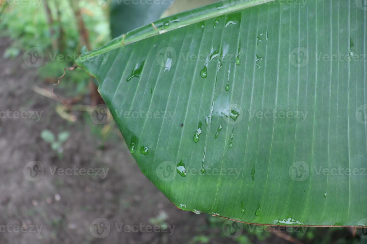 Hoja de plátano de color verde en la granja foto