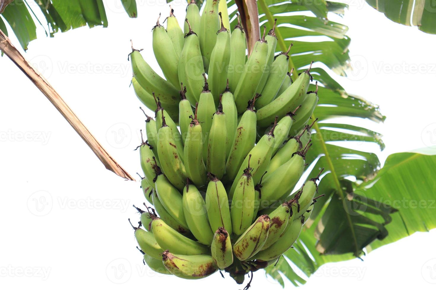 Racimo de banano en árbol en firme foto