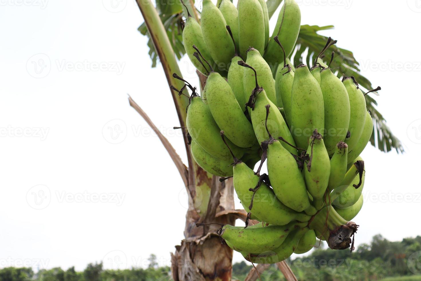 banana bunch on tree in firm photo