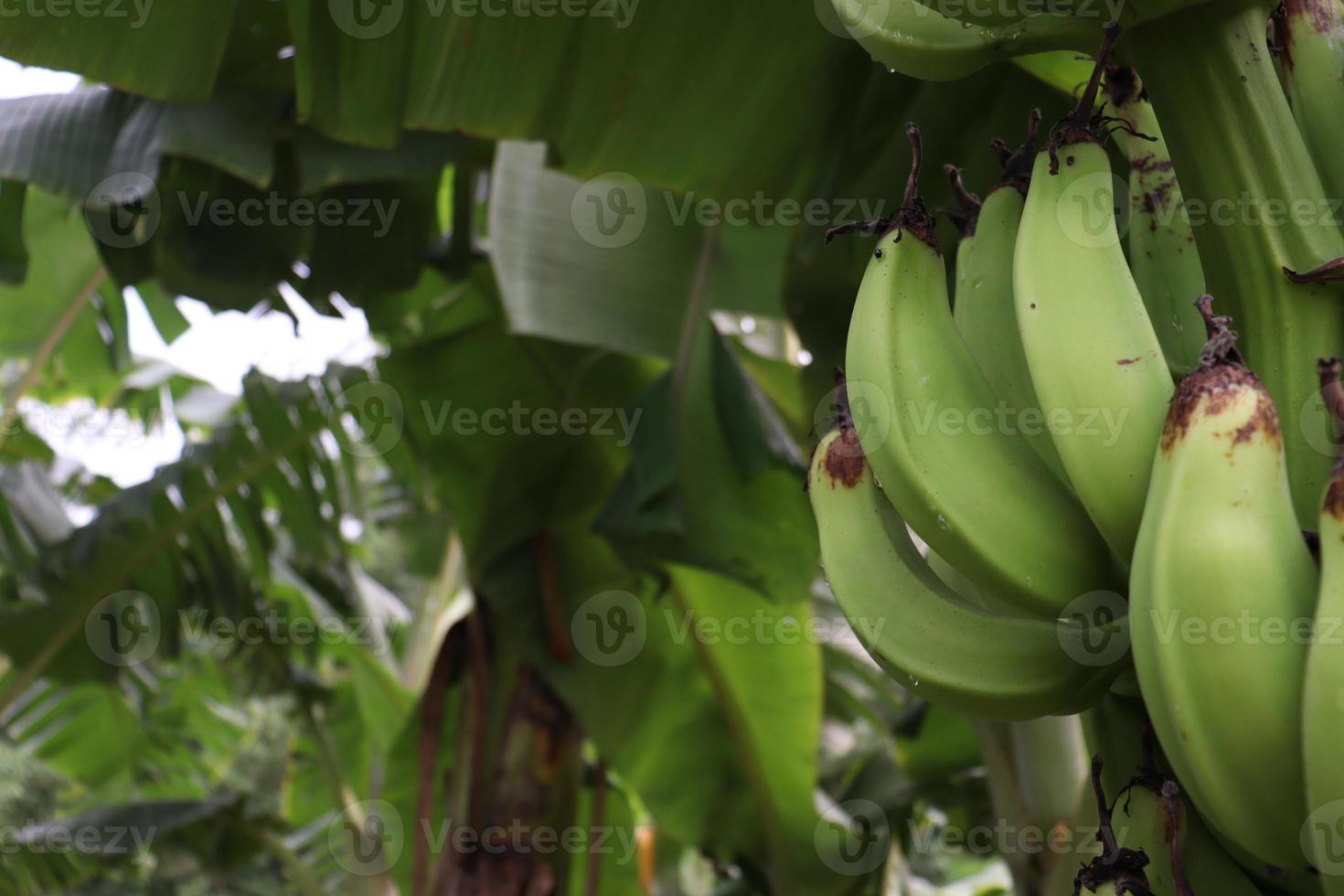 Racimo de banano en árbol en firme foto