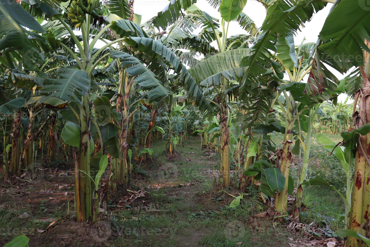 banana tree stock on farm photo