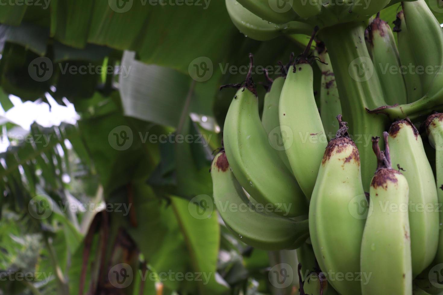 Racimo de banano en árbol en firme foto