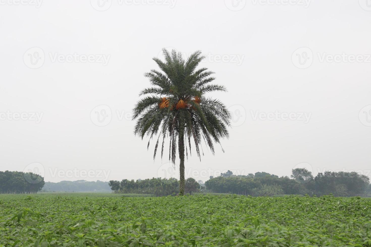 green colored jute farm on field photo
