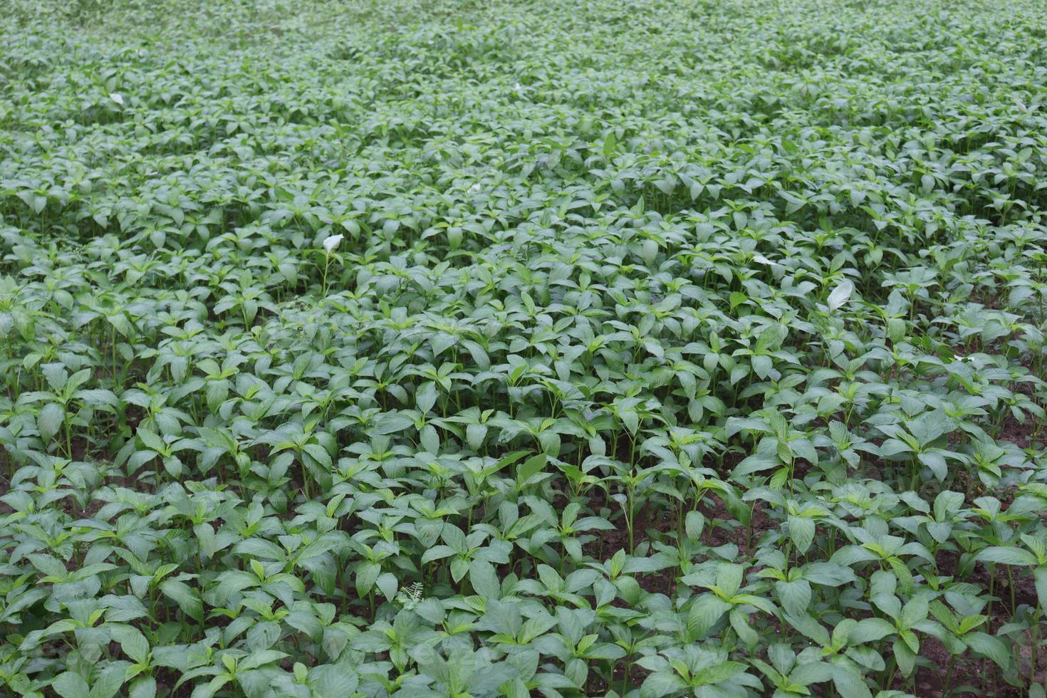 green colored jute farm on field photo