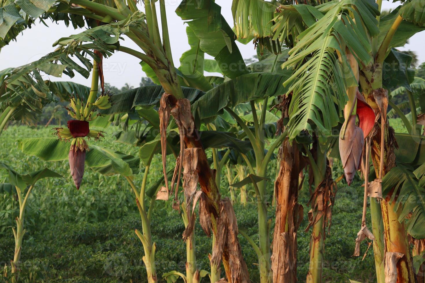 banana tree stock on farm photo