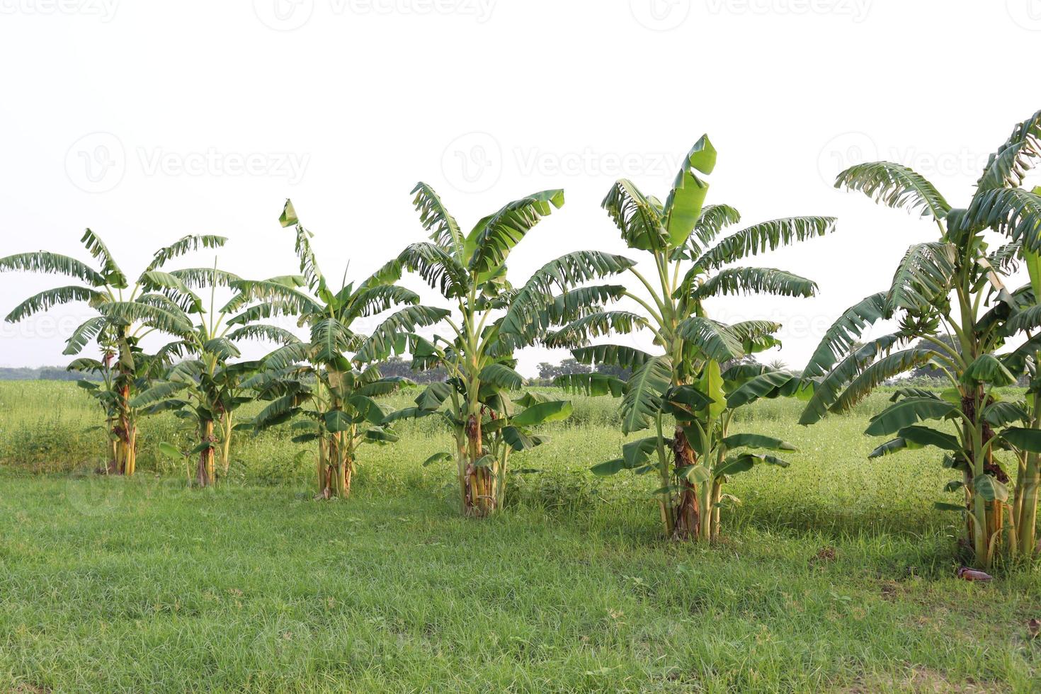 Stock de árboles de plátano en la granja foto