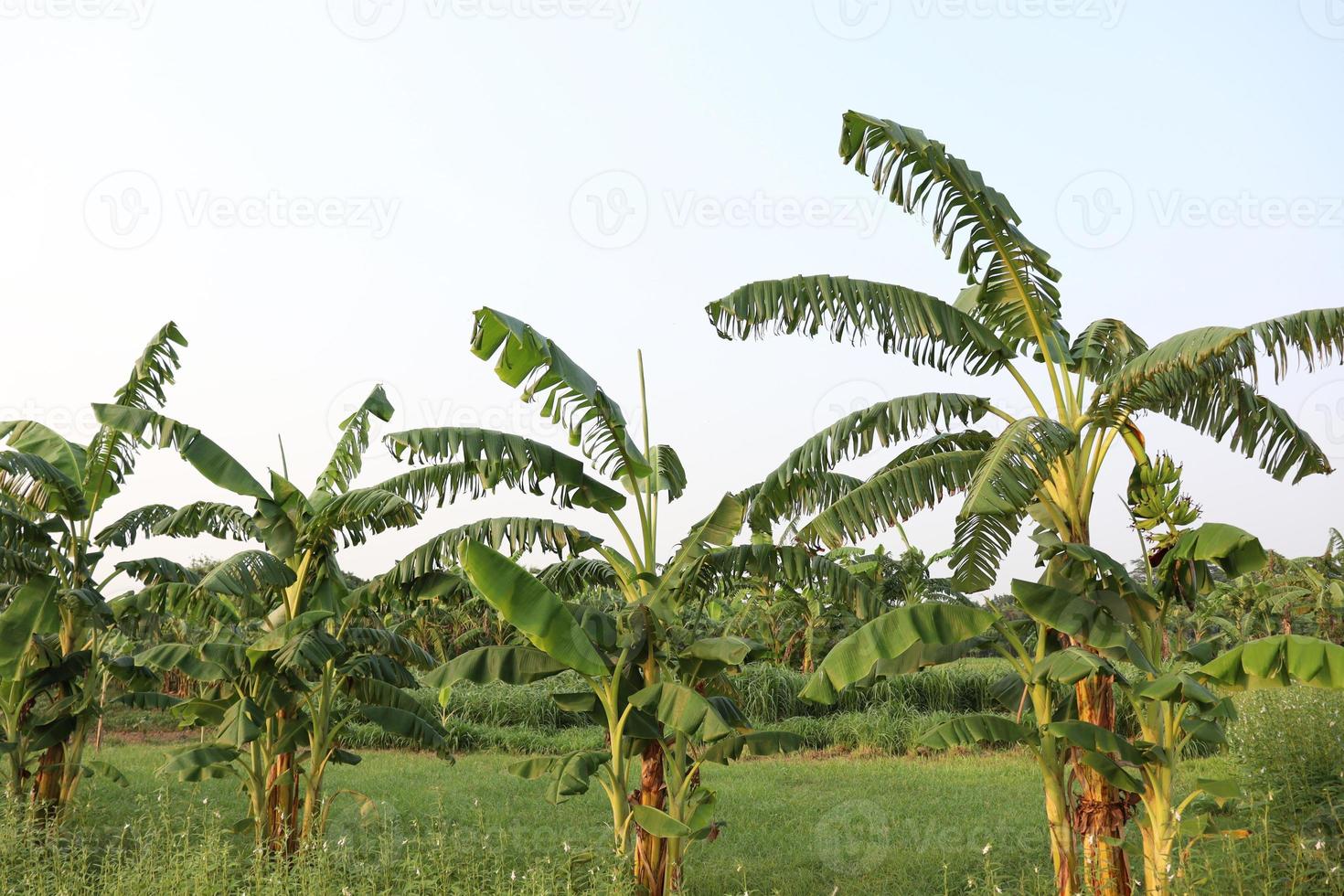 Stock de árboles de plátano en la granja foto