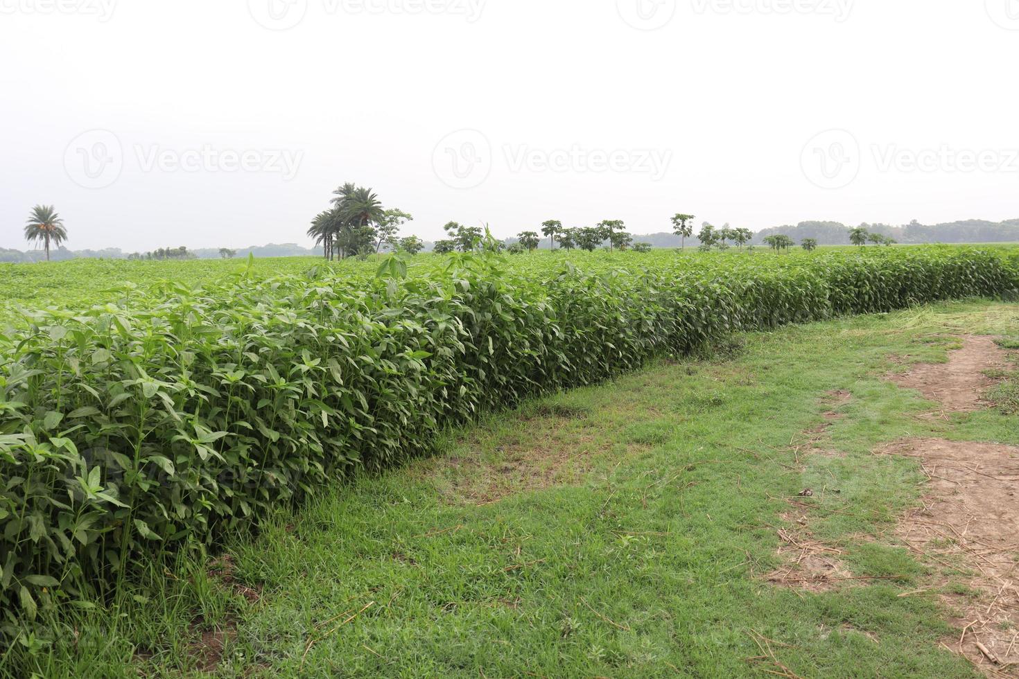 Granja de yute de color verde en el campo foto