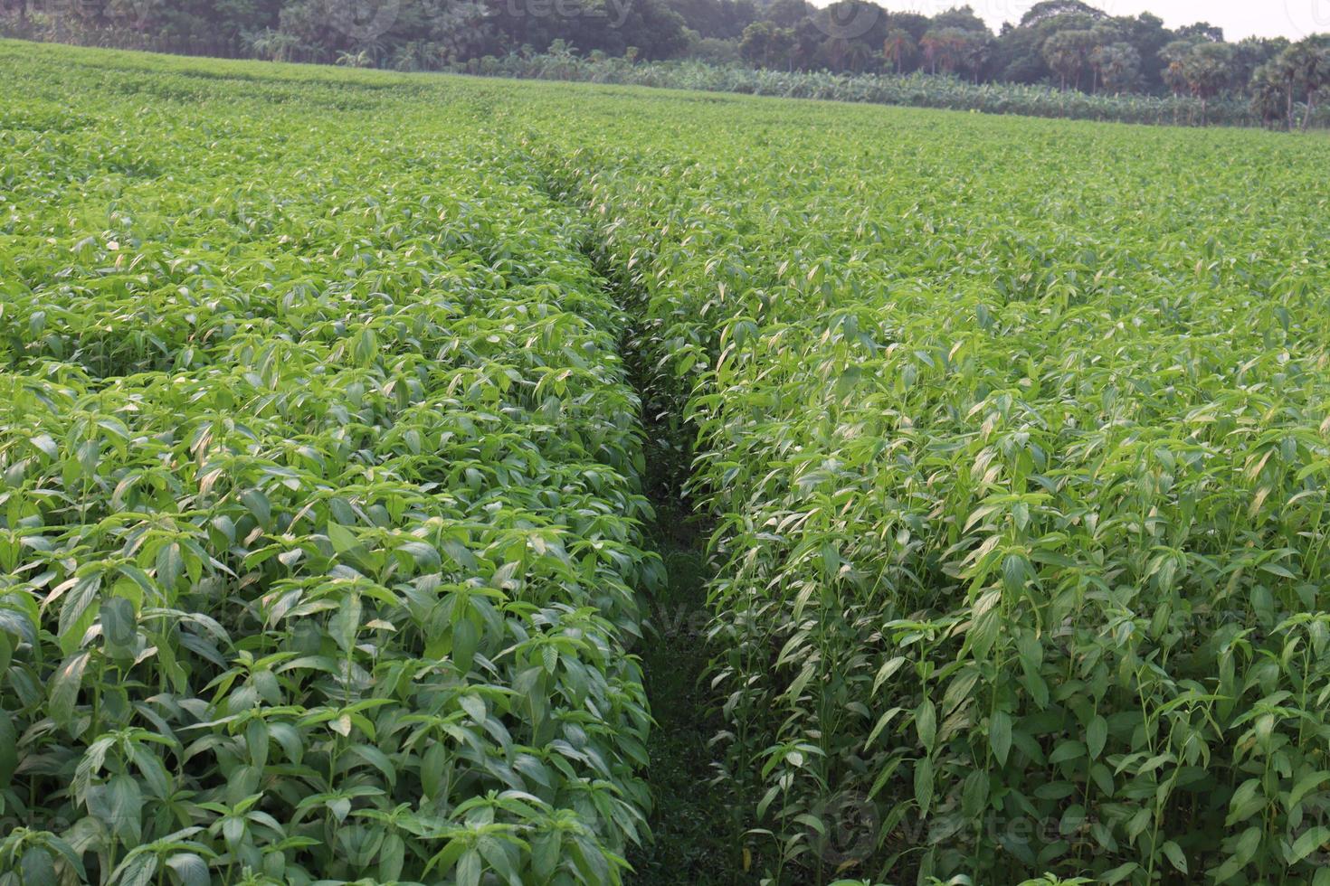 green colored jute farm on field photo