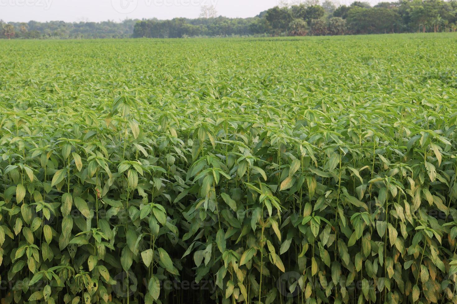 green colored jute farm on field photo