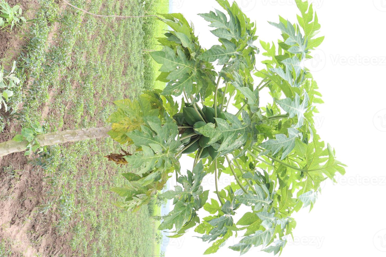 Papaya cruda verde sabrosa y saludable en el árbol foto