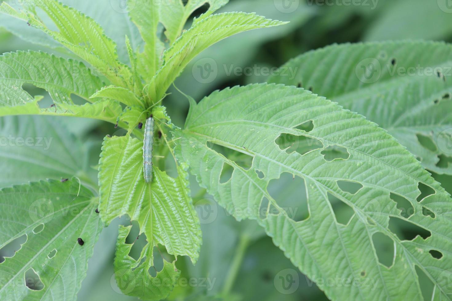 green colored jute farm on field photo