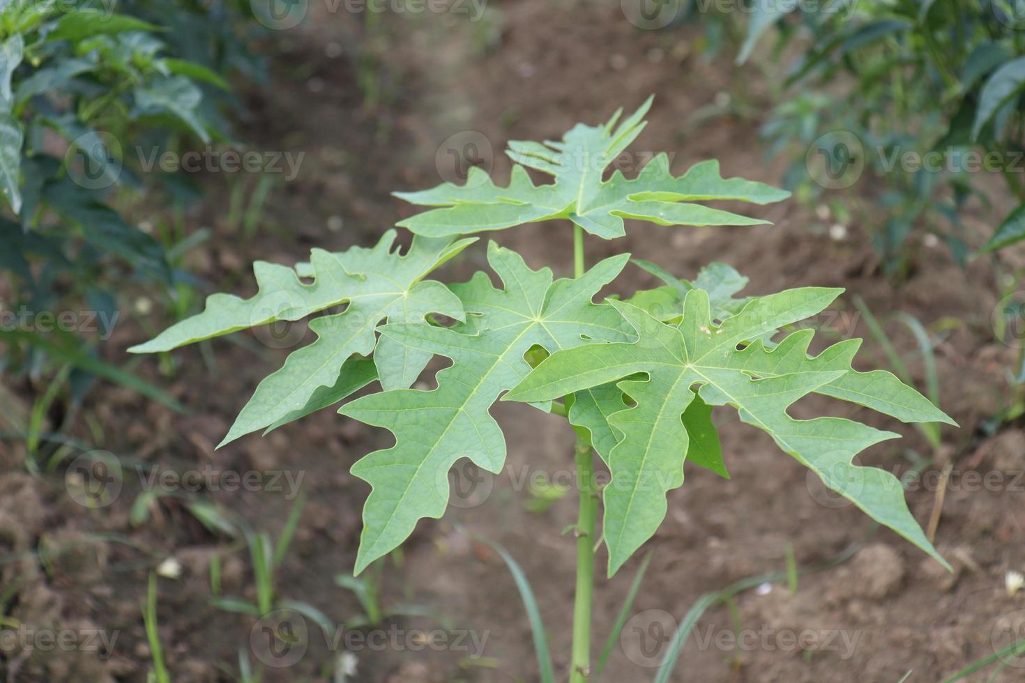 papaya tree in the farm photo