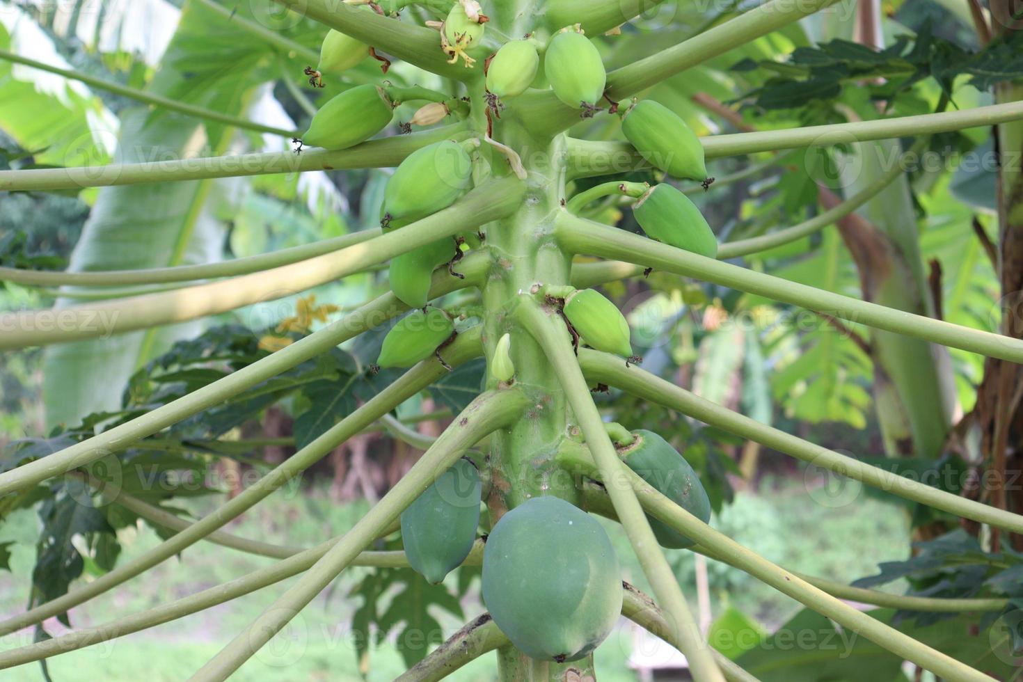 tasty and healthy green raw papaya on tree photo