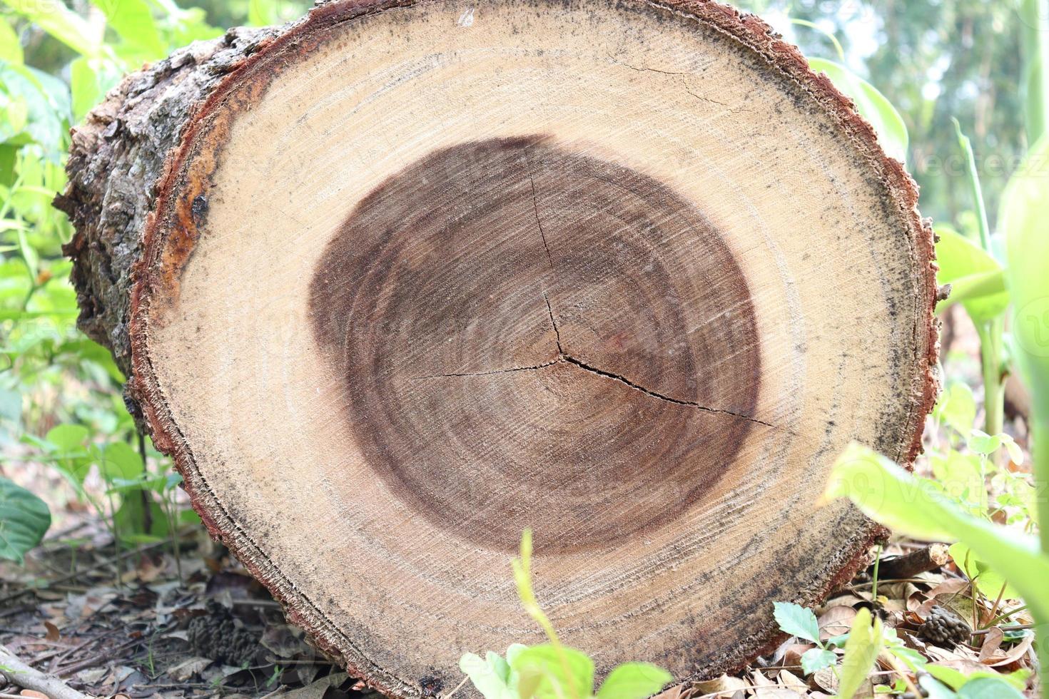 fondo de leña en la granja de árboles foto