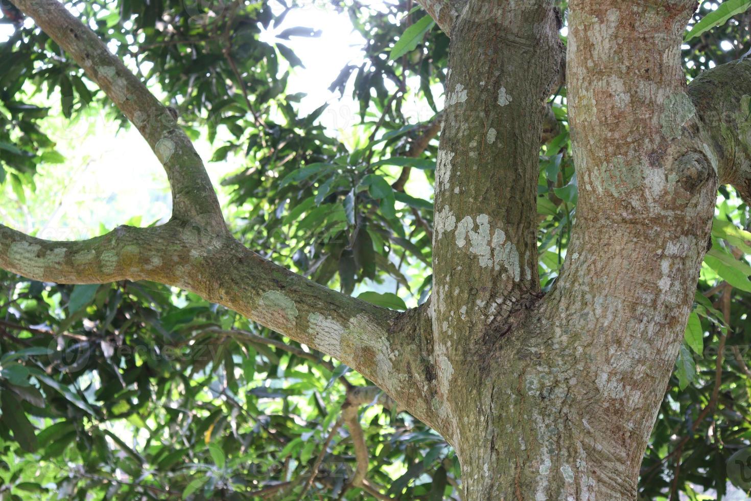 mango tree on farm for harvest photo