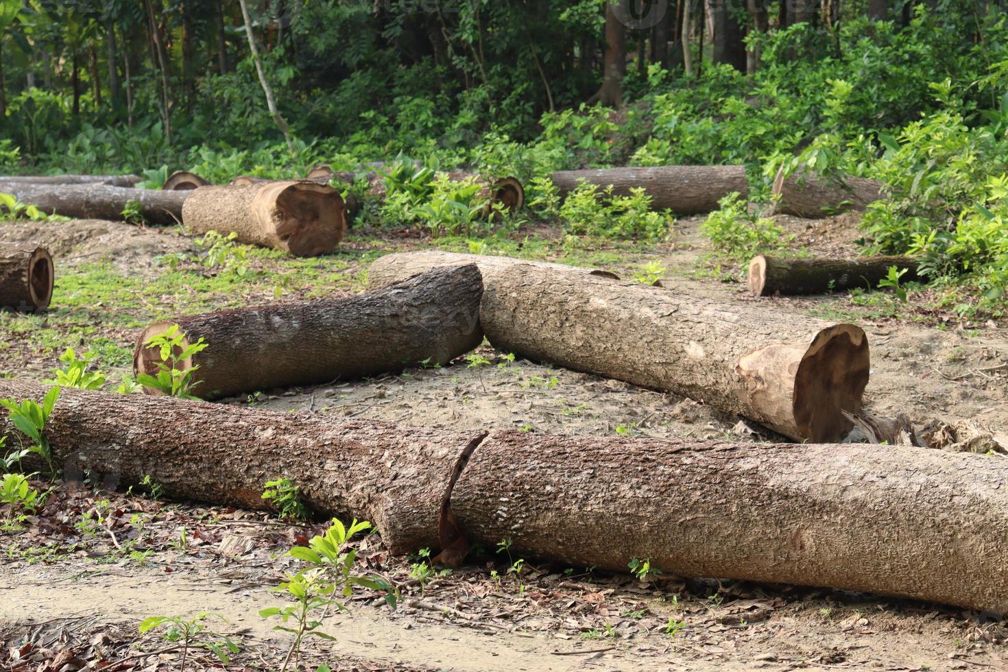 stock of firewood in the tree farm photo