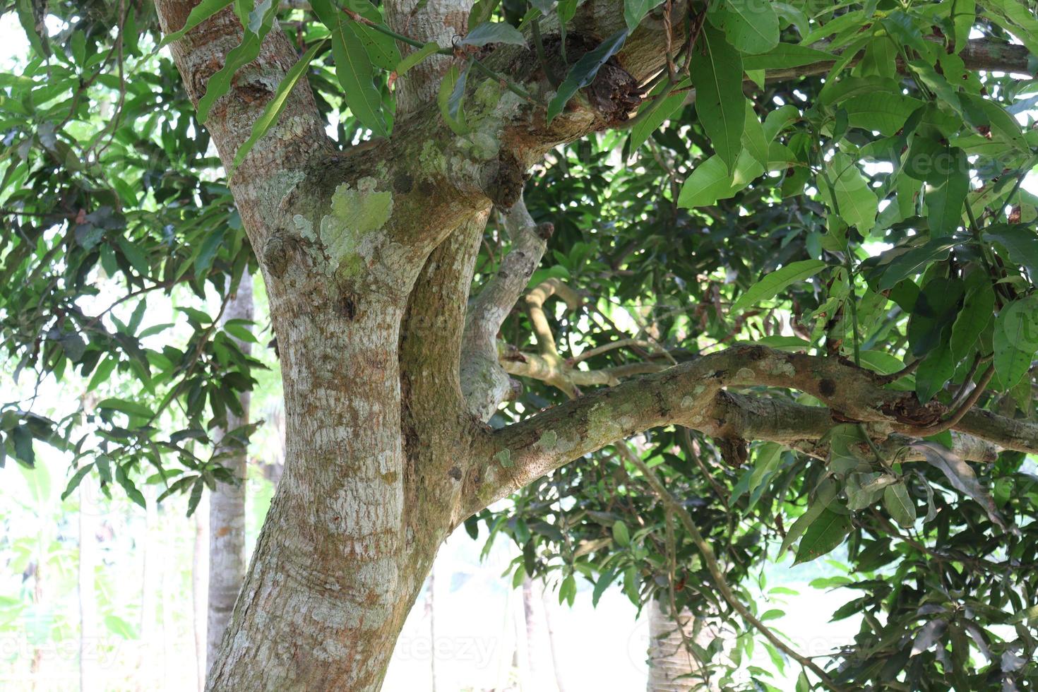mango tree on farm for harvest photo