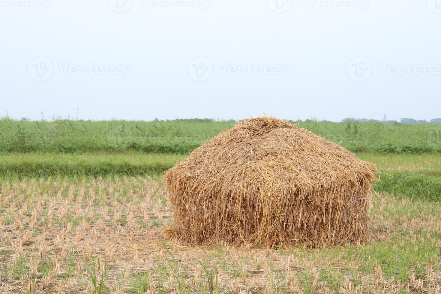 stock de árboles de arroz seco en la granja foto