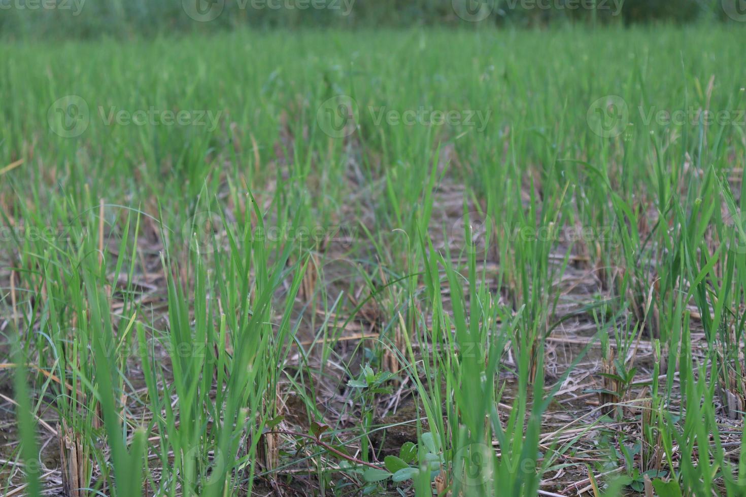 Granja de arroz de color verde para la cosecha foto