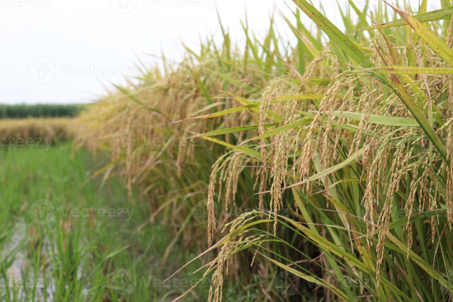 granja de arroz maduro en el campo foto
