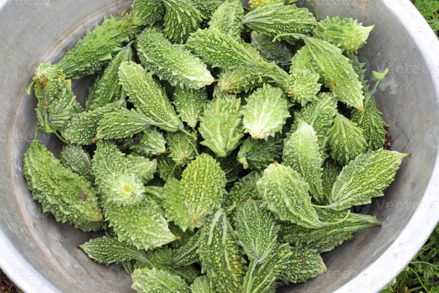 Melón amargo crudo en árbol en la firma foto