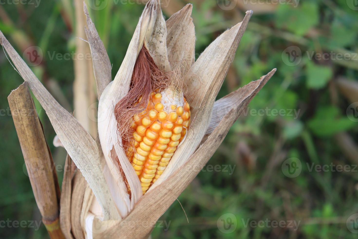 ripe maize stock with tree in the firm photo