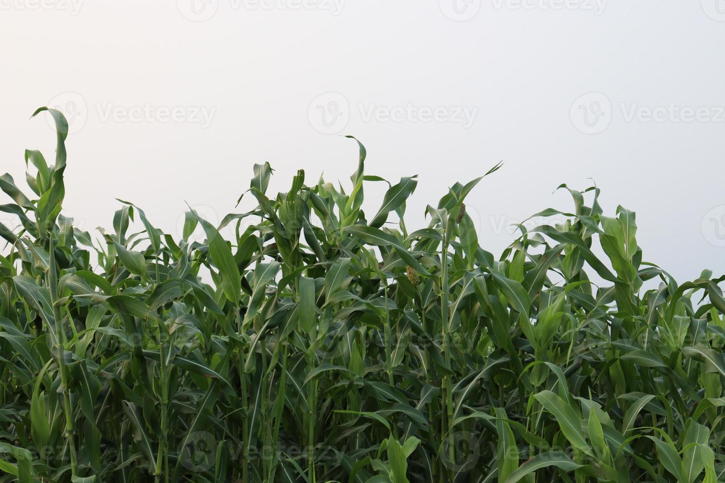 green colored maize tree firm on field photo