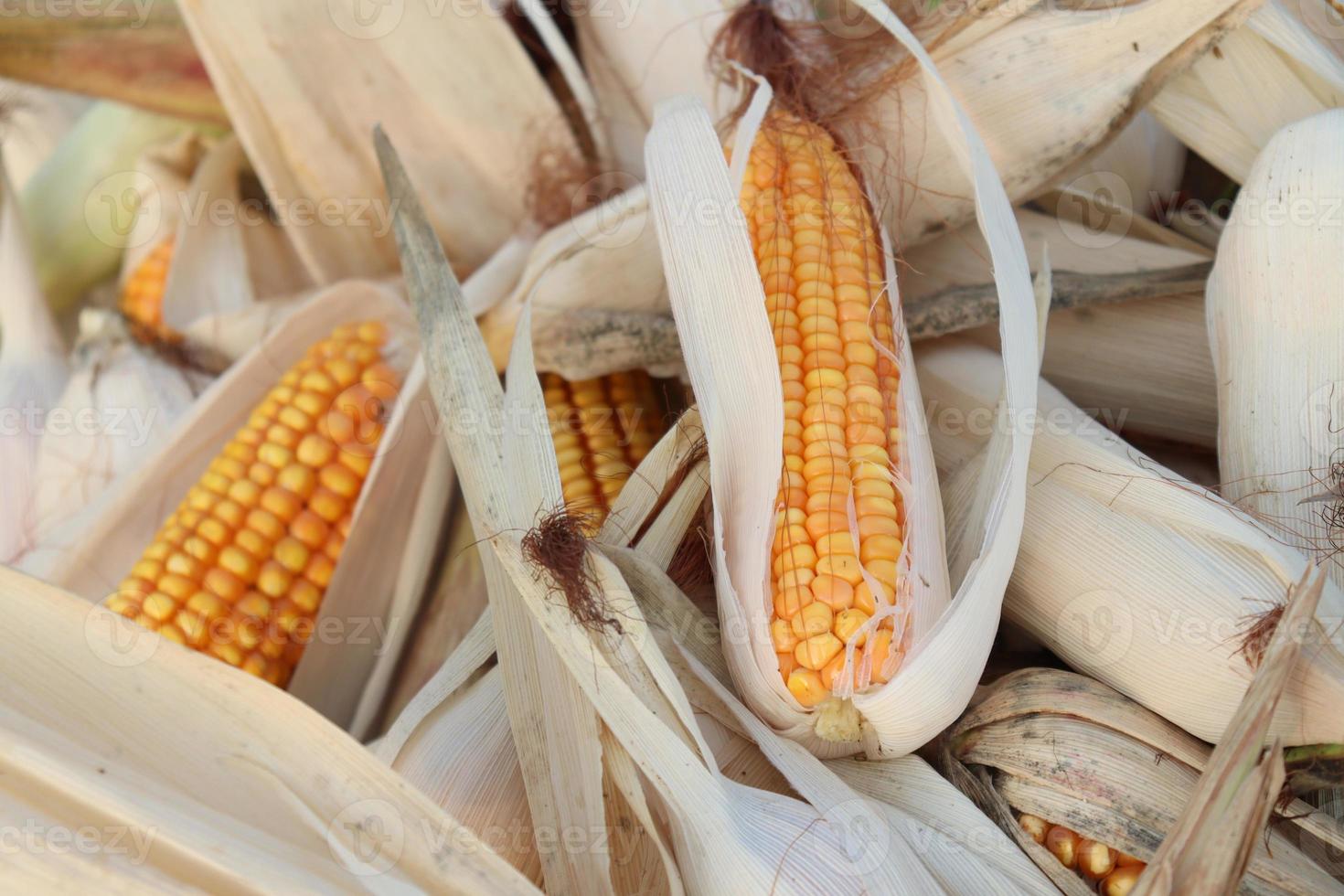 ripe maize stock on shop photo