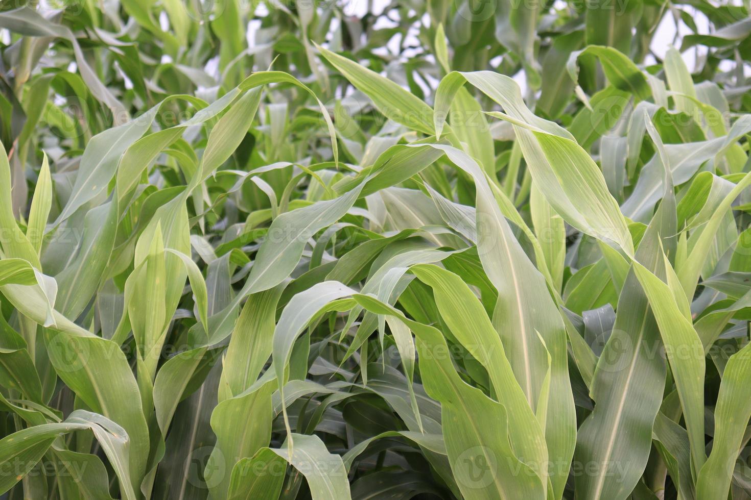 green colored maize tree firm on field photo