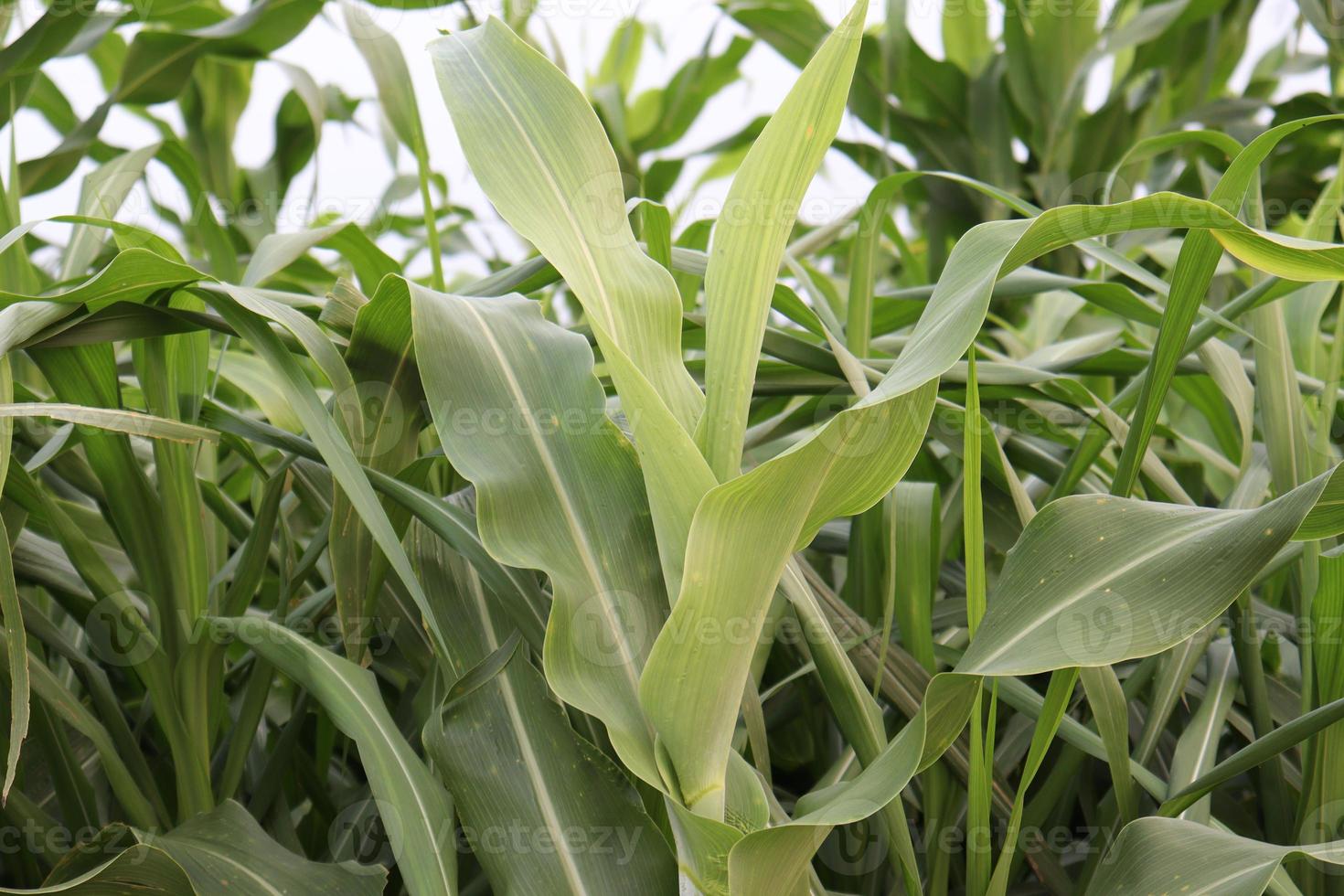 green colored maize tree firm on field photo