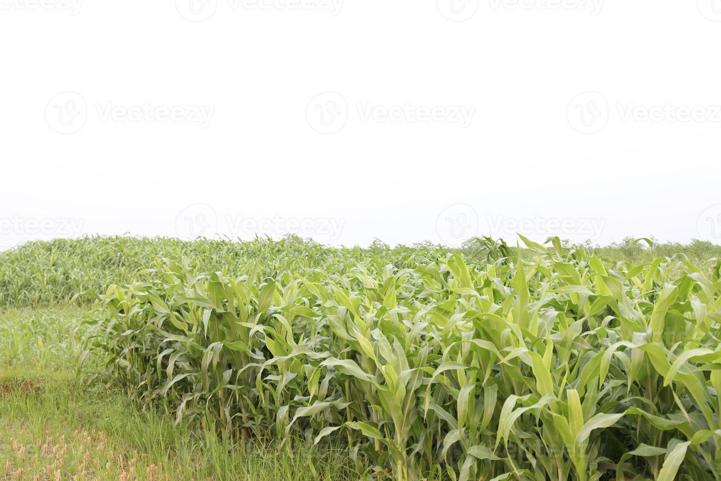 green colored maize tree firm on field photo