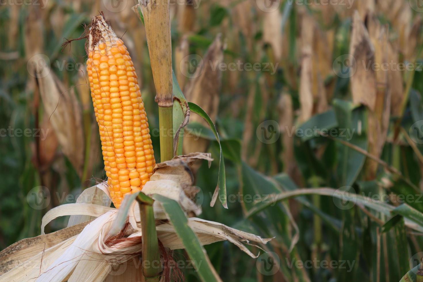 ripe maize stock with tree in the firm photo