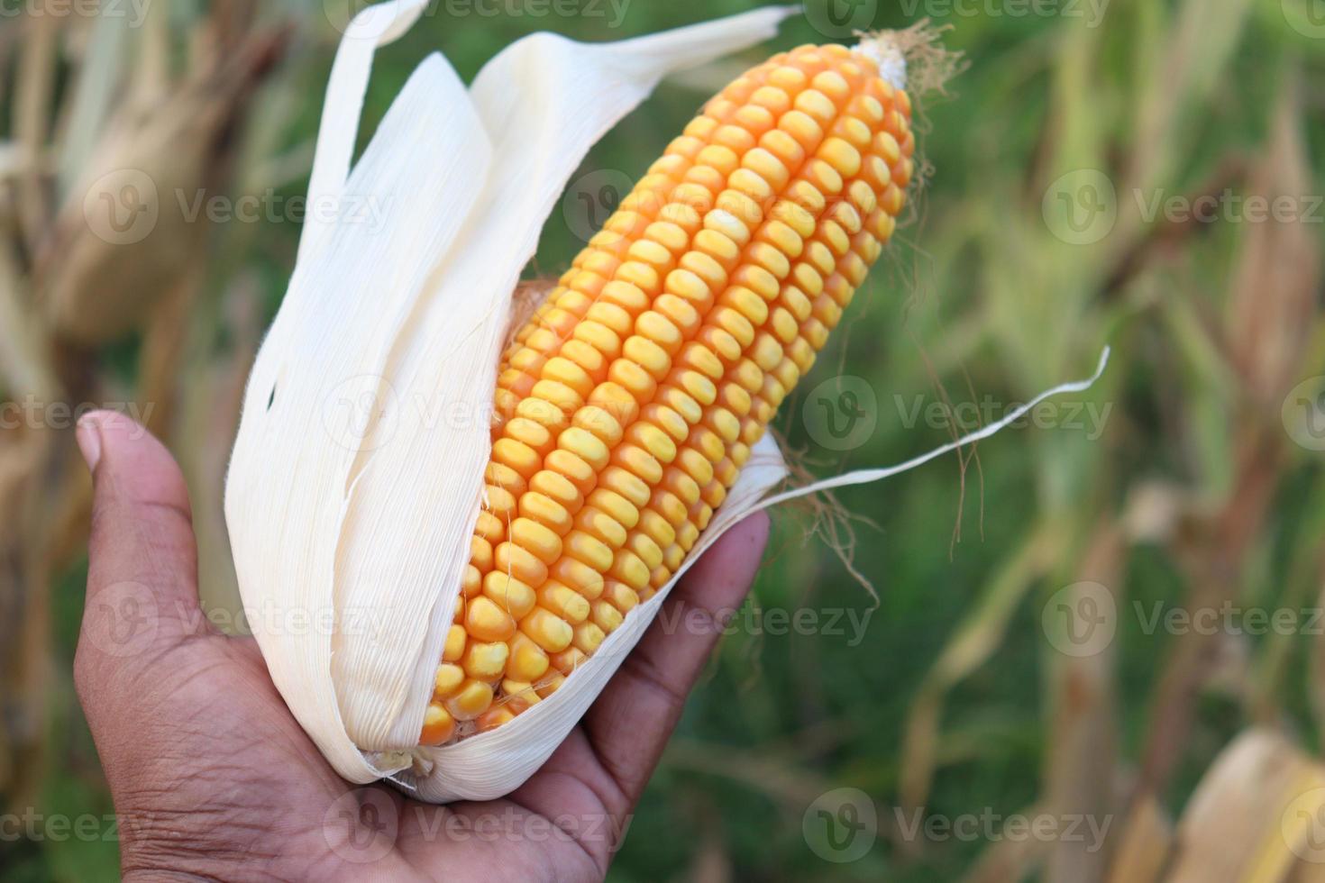 ripe maize stock with tree in the firm photo