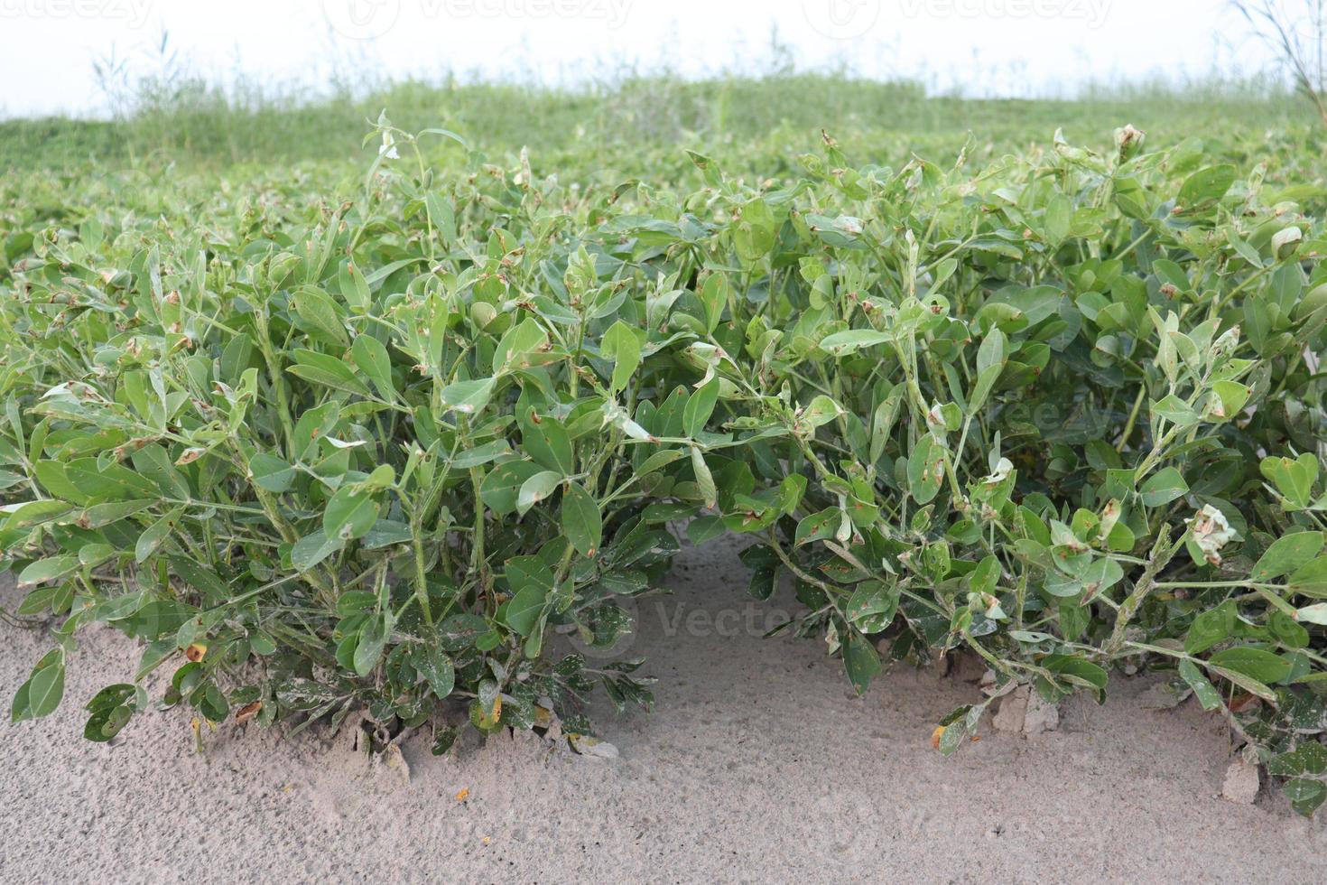 peanut tree closeup on farm photo