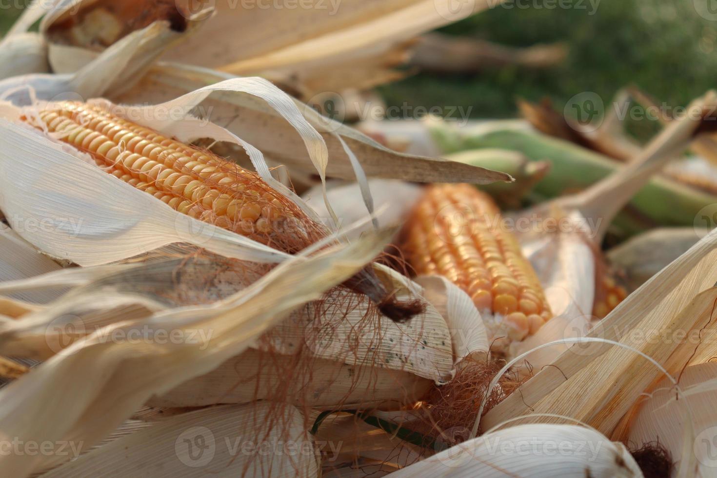 ripe maize stock on shop photo