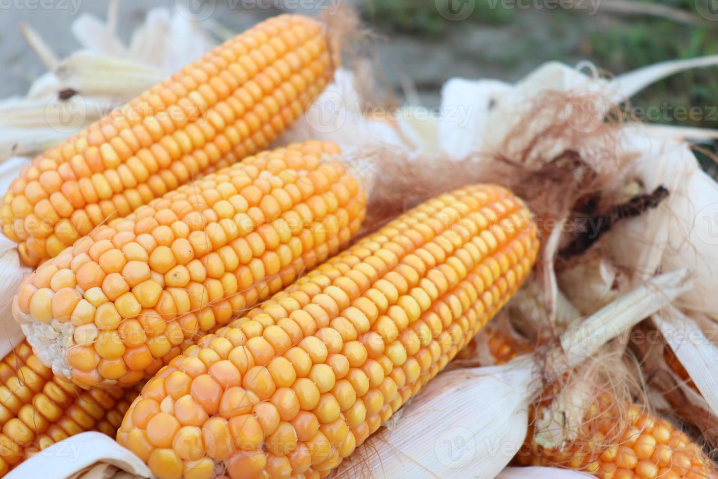 ripe maize stock on shop photo