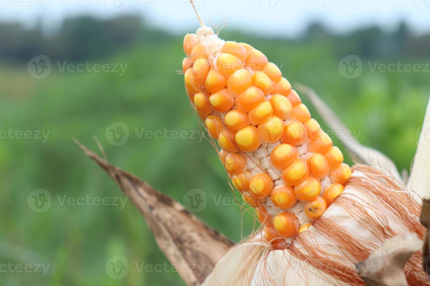 ripe maize stock with tree in the firm photo